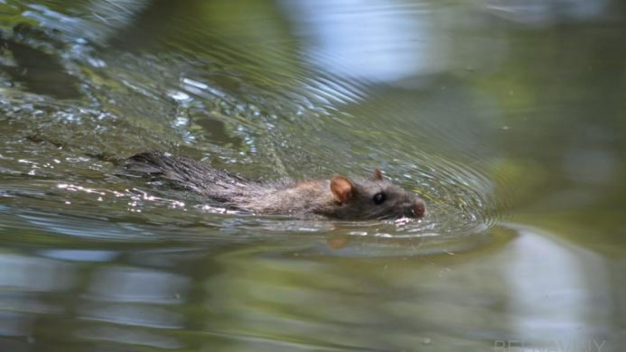 Жестокие эксперименты показали, что большинство млекопитающих умеет плавать - hi-news.ru