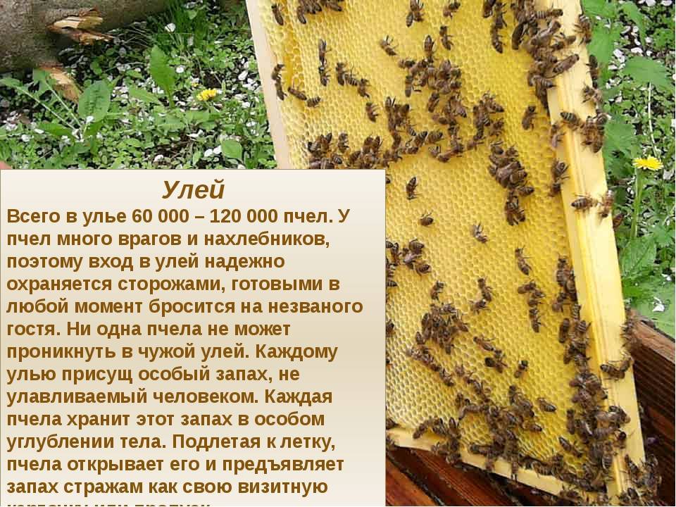 Пчела насекомое. описание, особенности, виды, образ жизни и среда обитания пчелы