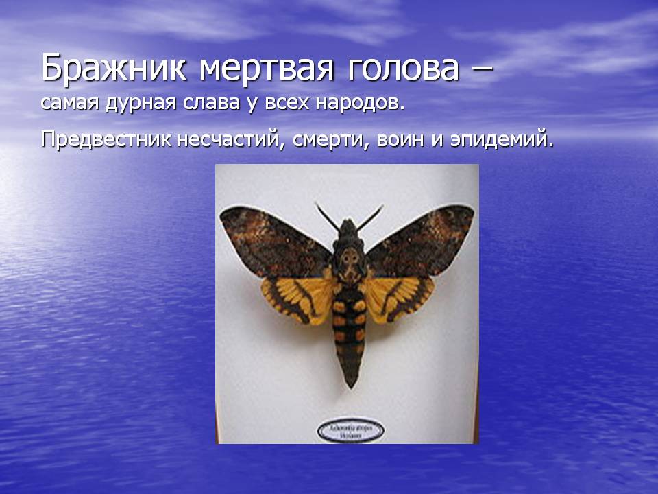 Бражник мертвая голова – что предвещает появление бабочки?
