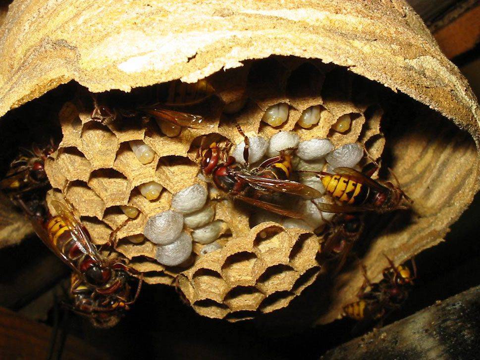 Матка осы – особенности поведения и жизненный цикл основательницы колонии. где зимуют осы куда же они исчезают осенью