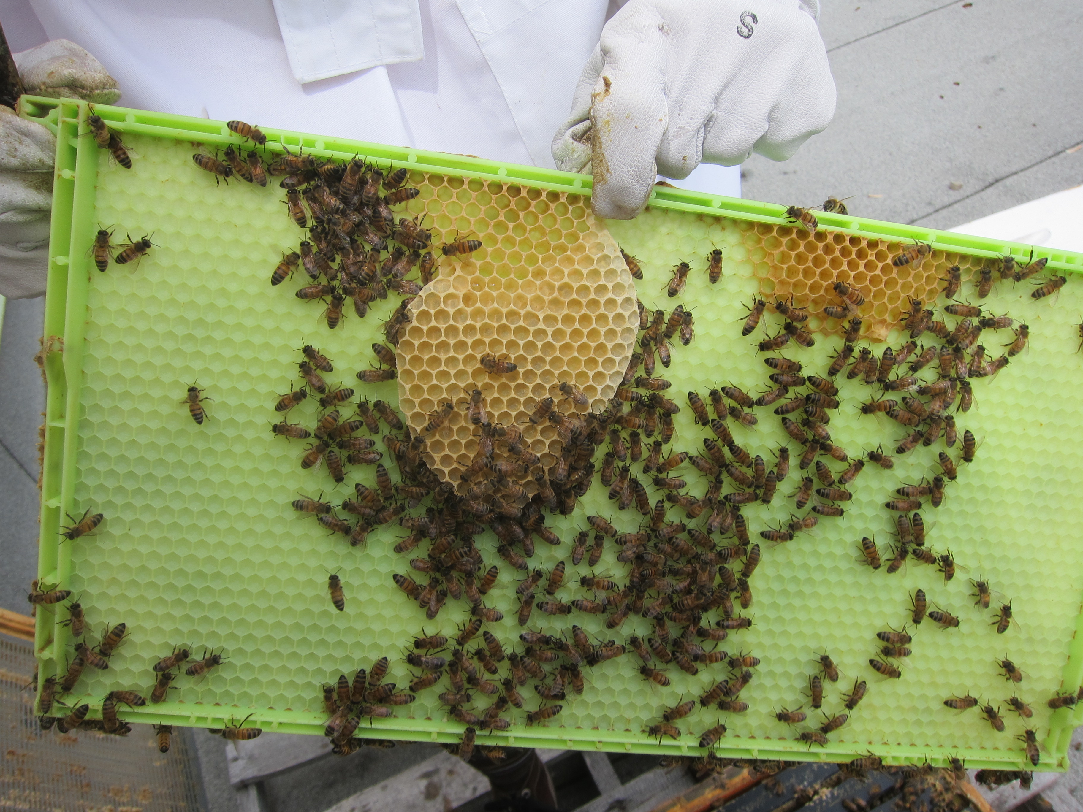 Описание клеща варроа: как выглядит паразит, каковы пути и признаки заражения пчел, способы борьбы с паразитом и профилактические мероприятия