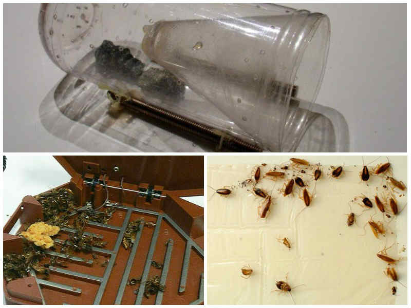 Ловушка для тараканов - самые простые эффективные правила удаления тараканов (125 фото)