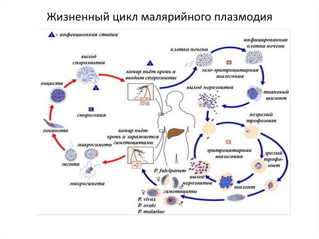 Возникновении малярии. Цикл развития малярийного плазмодия. Малярия цикл развития плазмодия. Цикл развития малярийного плазмоида. Класс Споровики цикл развития малярийного плазмодия.