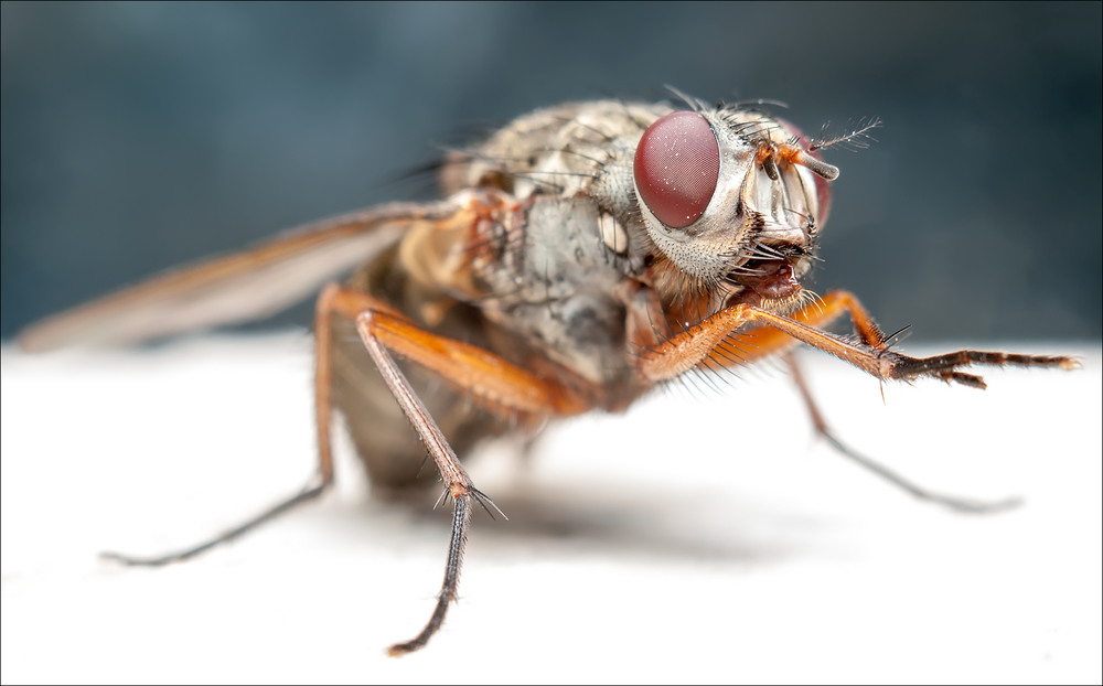 Ученые выяснили, почему мухи трут лапки - 1 февраля 2016 – земля - хроники жизни