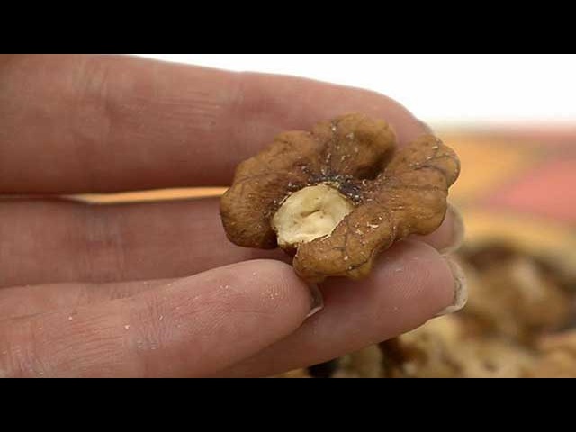 Ореховая моль, в чем ее вред, как избавиться от пищевой моли