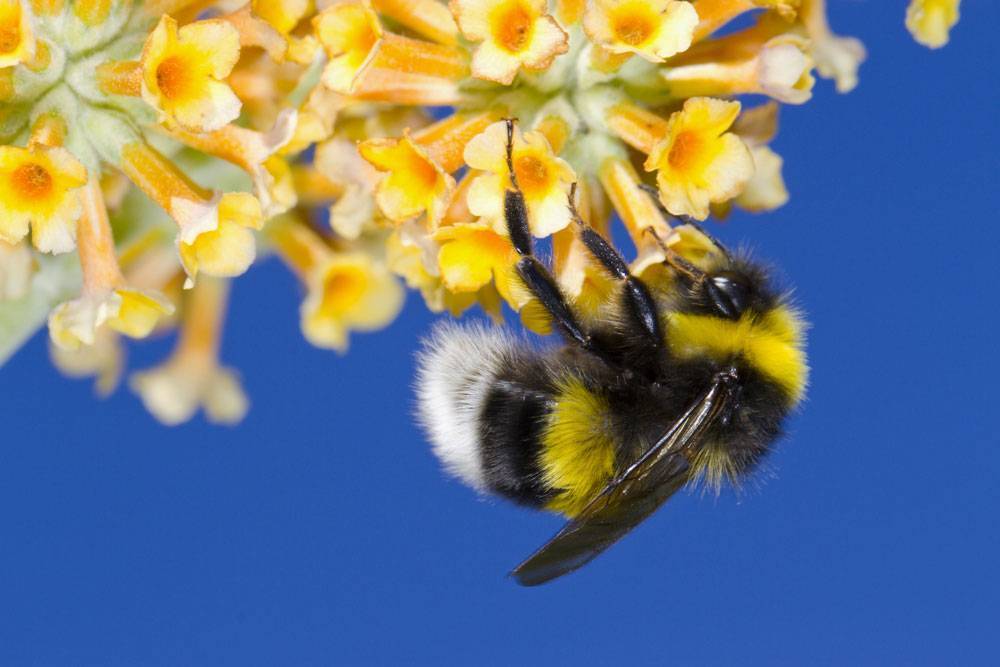 Делают ли шмели мёд: зачем пушистые труженики собирают пыльцу