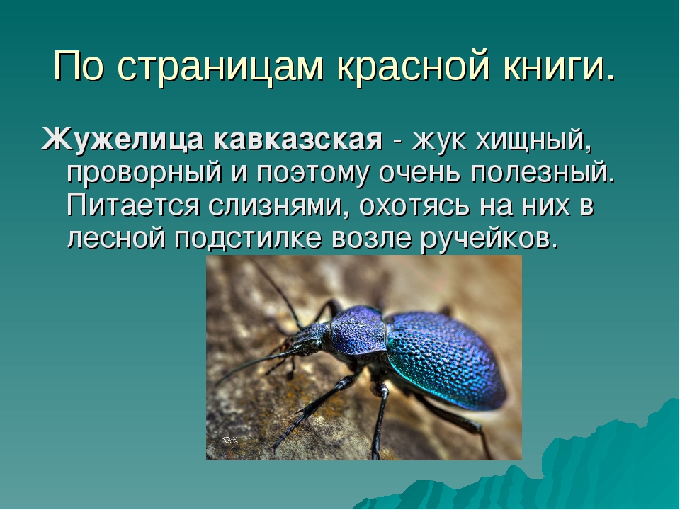 Жужелица: фото жука, вред для человека и растений, методы борьбы