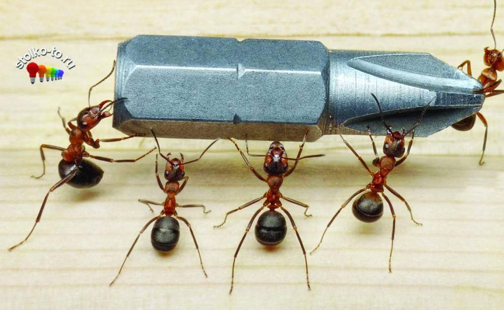 Сколько весит муравей и сколько может поднять, во сколько раз больше своей массы?