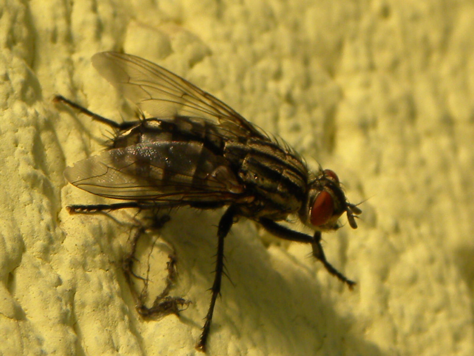 Виды мух: фото, названия и описание