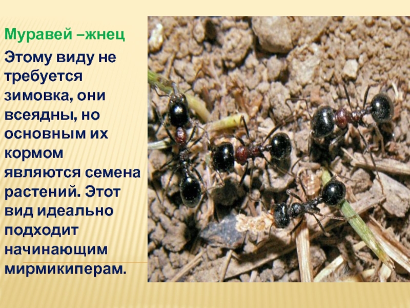 Чем кормить муравьев в муравьиной ферме - подбор рациона, особенности кормления