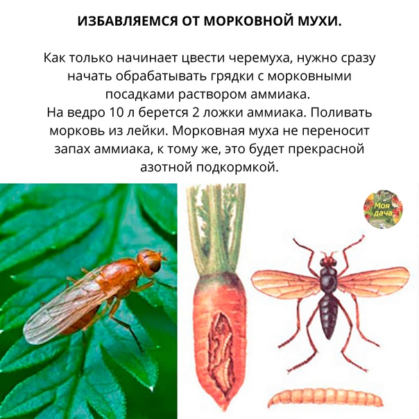 Морковная муха на supersadovnik.ru