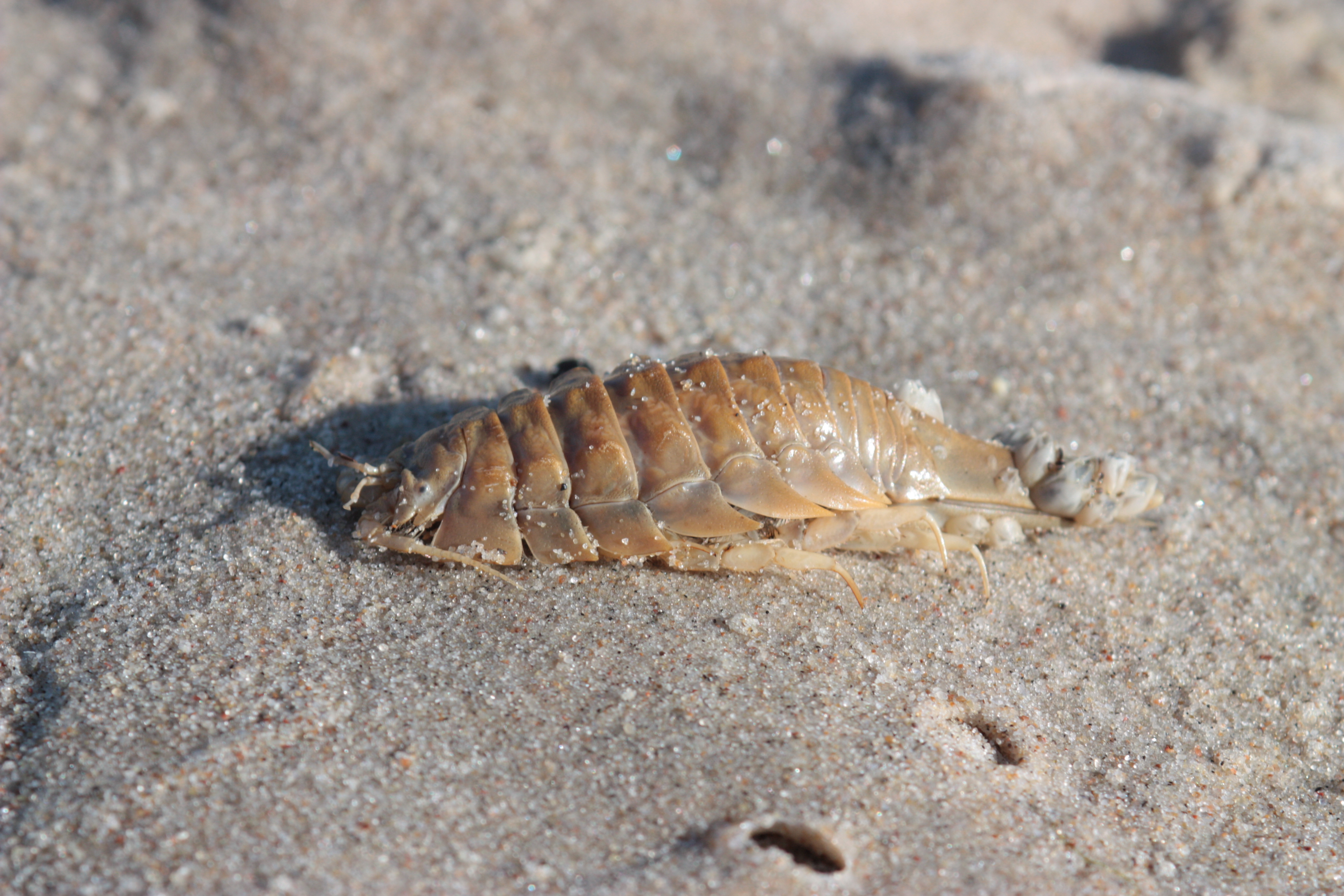 Чем отличается морской таракан от обыкновенного? особенности реликтового существа
