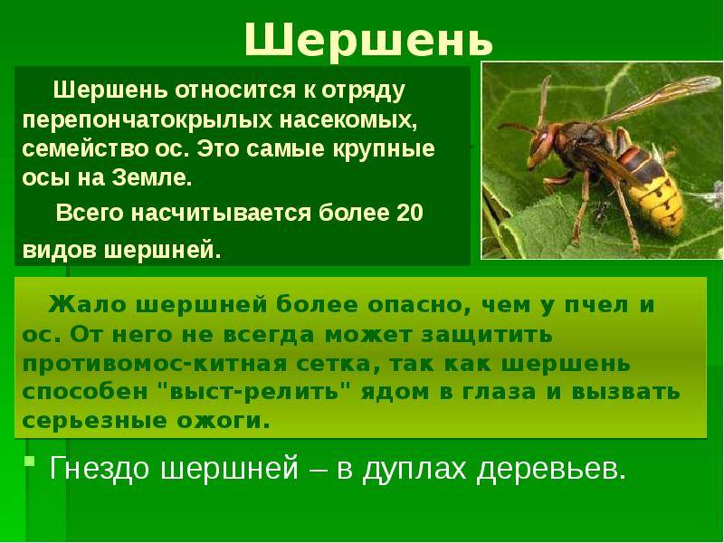 Сколько живут осы
