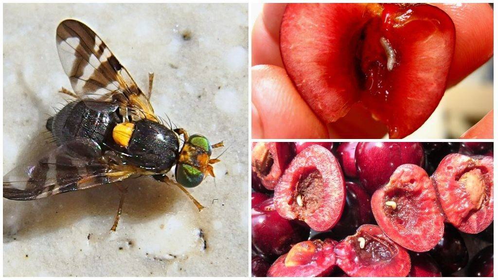  вишневая муха: профилактика и средства борьбы