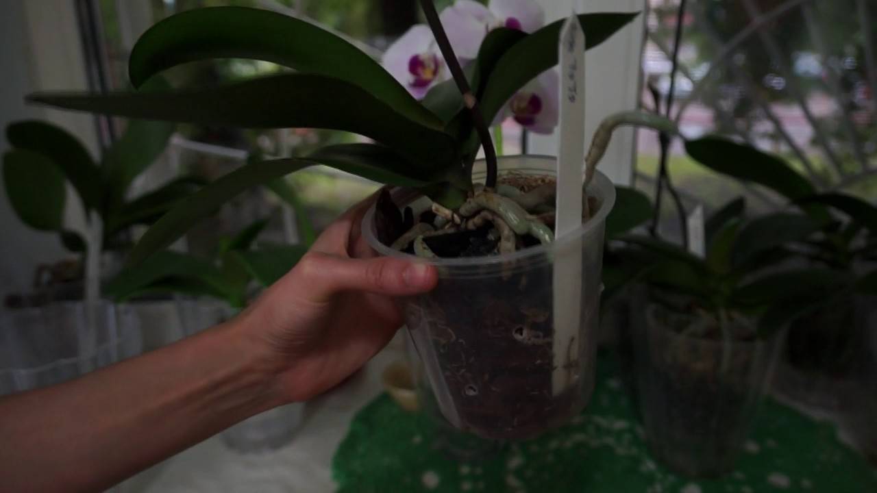 Что делать, если в орхидеи завелись мошки