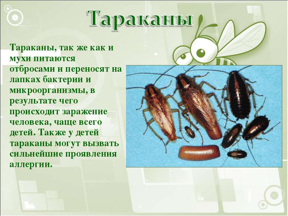 Тараканы и домашние животные: кто ими питается сам и кого кормят