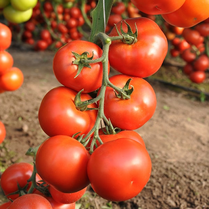 Семена томатов (помидор) Айвенго F1 купить в Украине | Веснодар