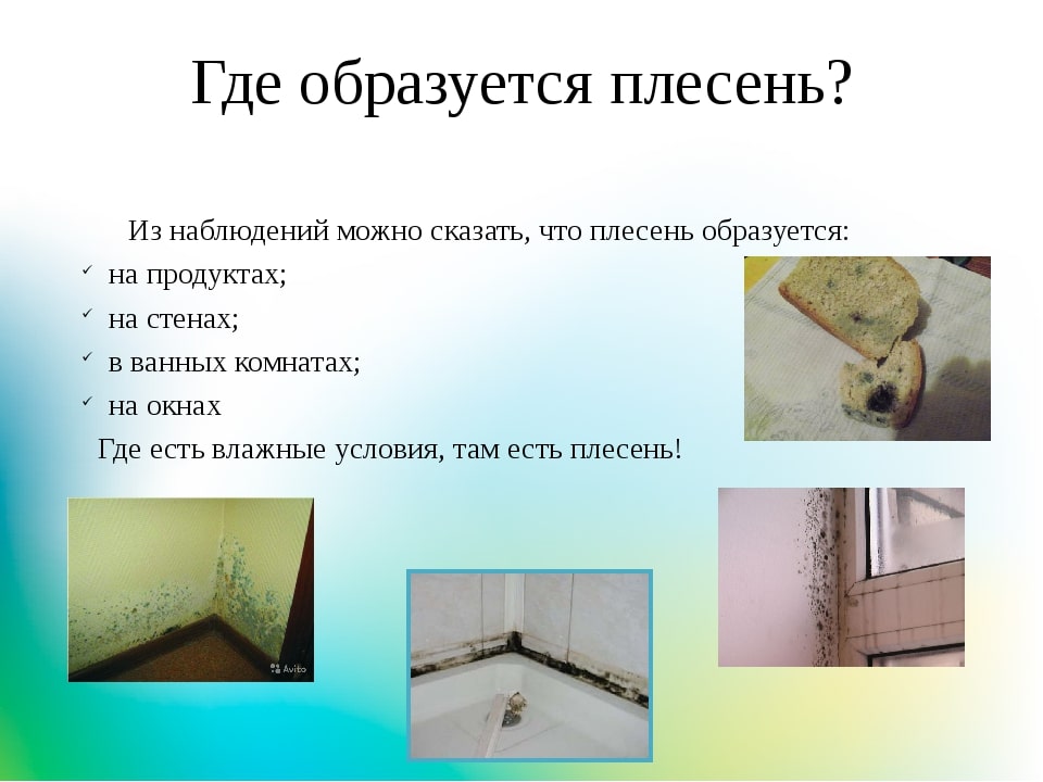 Плесень на стене в квартире: что делать, как избавиться и вывести грибок?