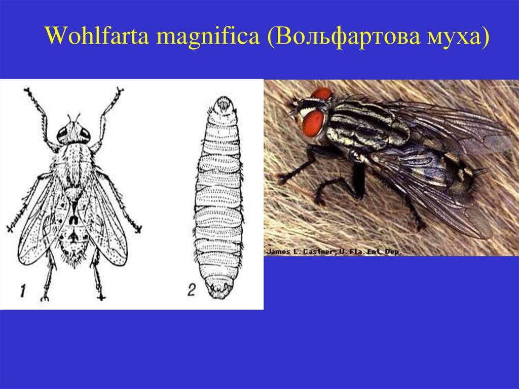 Виды мух - их фото, названия и описание