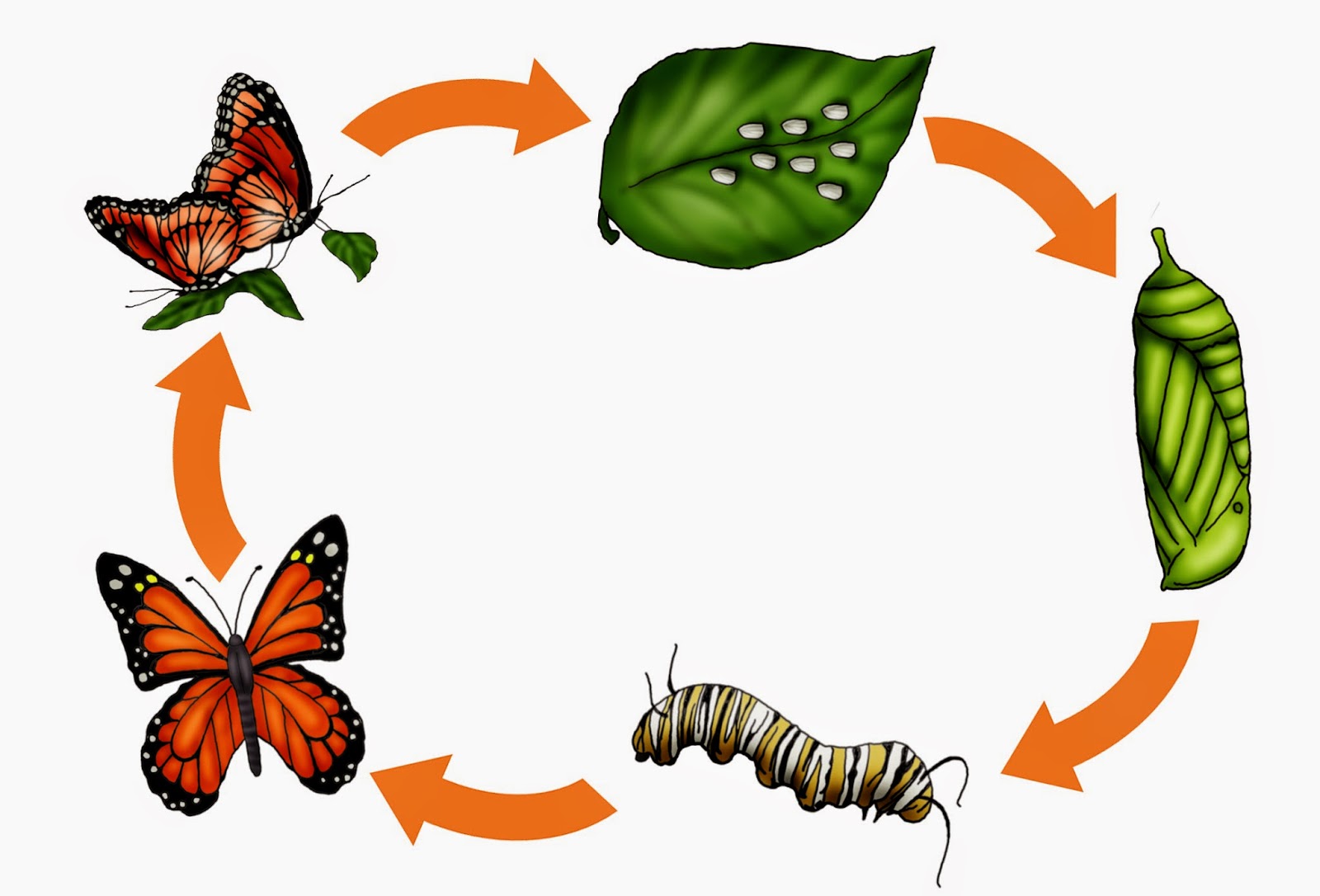Превращение в бабочку или как гусеница становится бабочкой
