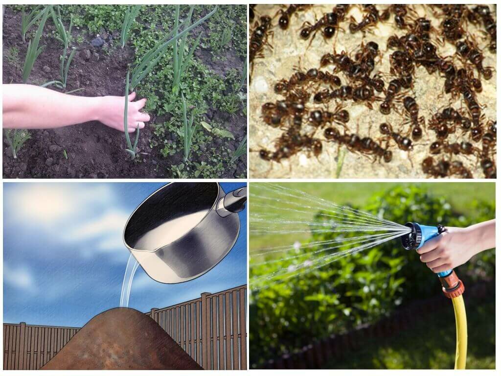 Как навсегда уничтожить муравьев в теплице –  народные способы и химическая обработка