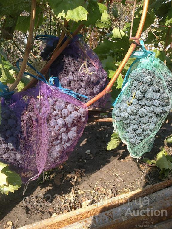 Как защитить виноград от ос во время его созревания?