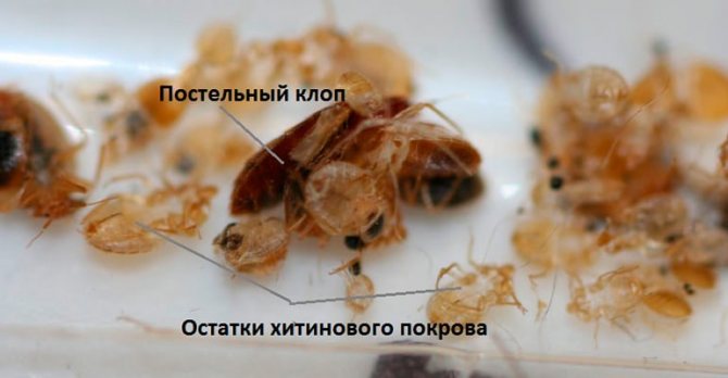 Как выглядят личинки клопов – фото и описание