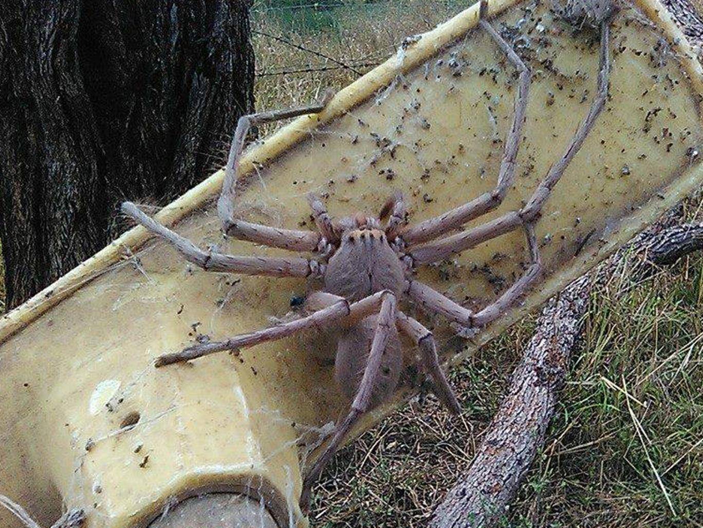 Самый большой паук в мире, фото, видео