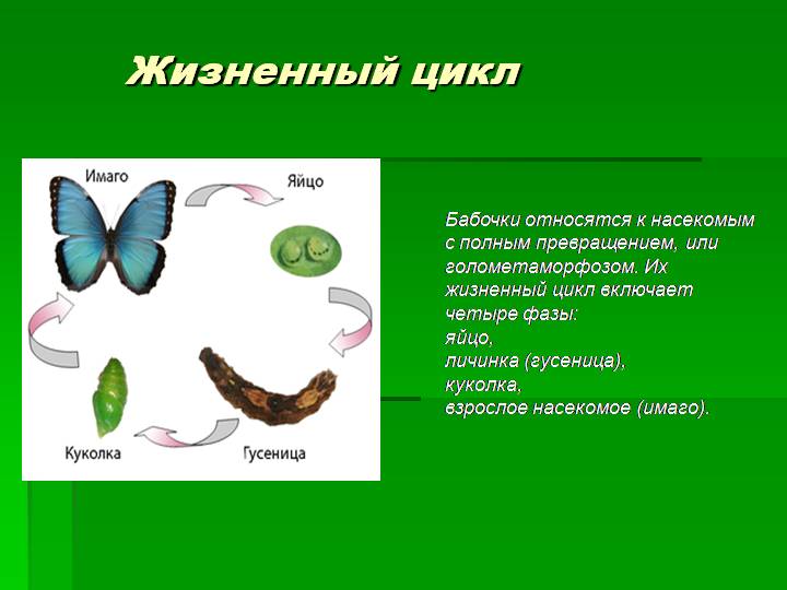 Насекомые с полным превращением бабочка капустница