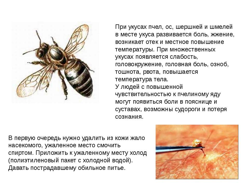 Страх пчел: причины, проявления, способы борьбы