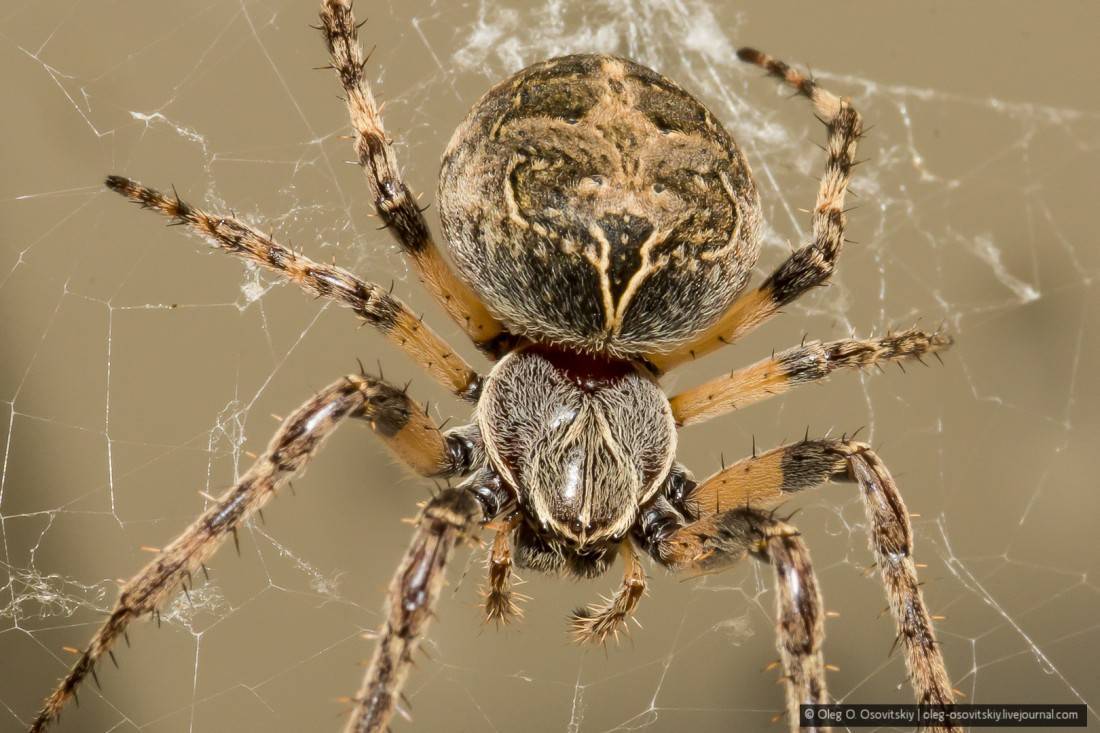 Самые опасные пауки в россии – список, описание, где водятся, чем опасны, фото и видео. рейтинг опасных пауков, обитающих в росcии