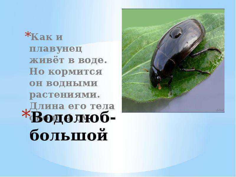 Водолюб большой: как живет самый крупный жук