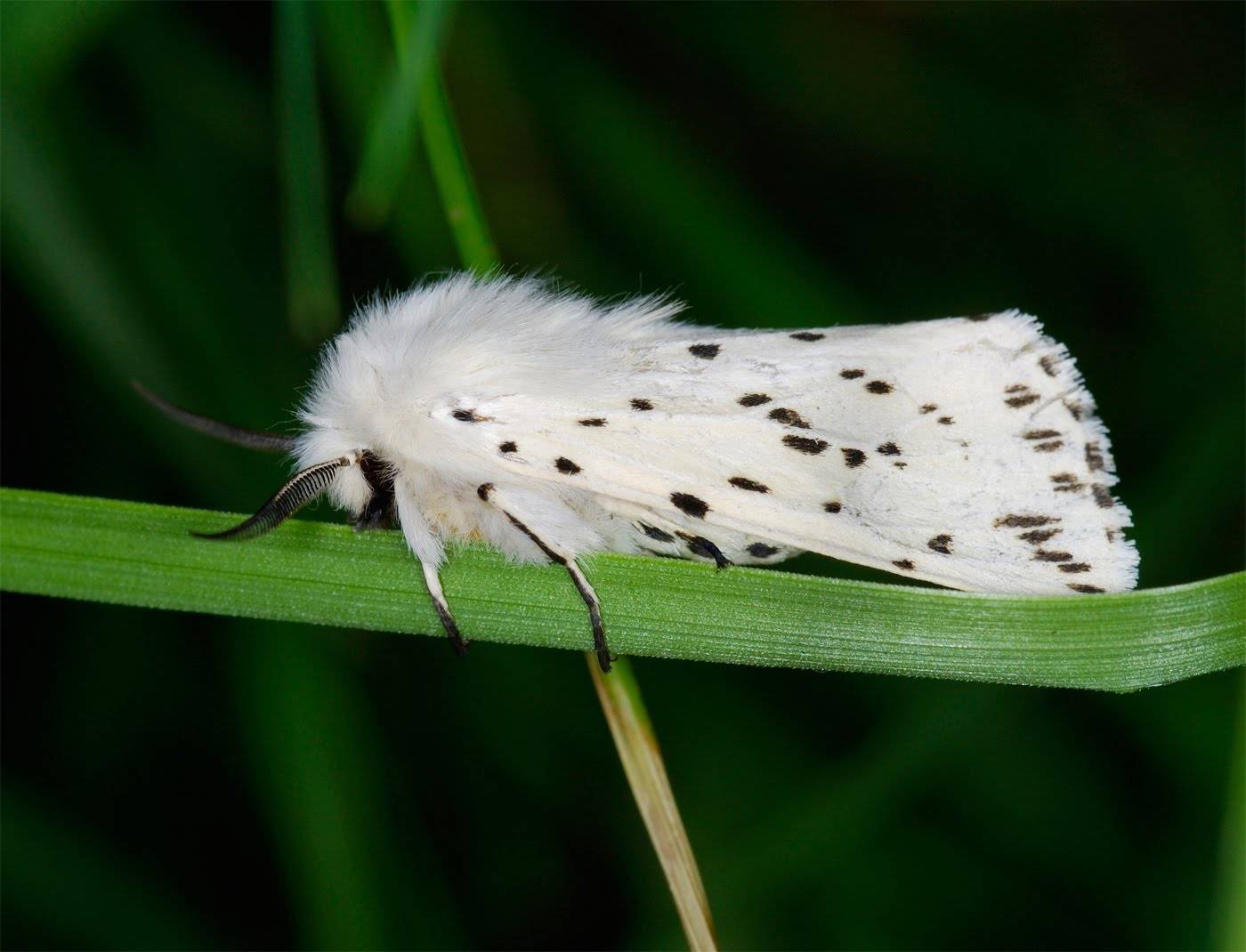 Чем опасна американская белая бабочка и как уберечь от нее свой участок?