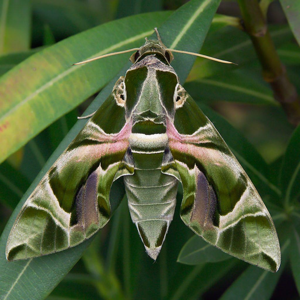 Олеандровый бражник – бабочка, путешествующая между континентами