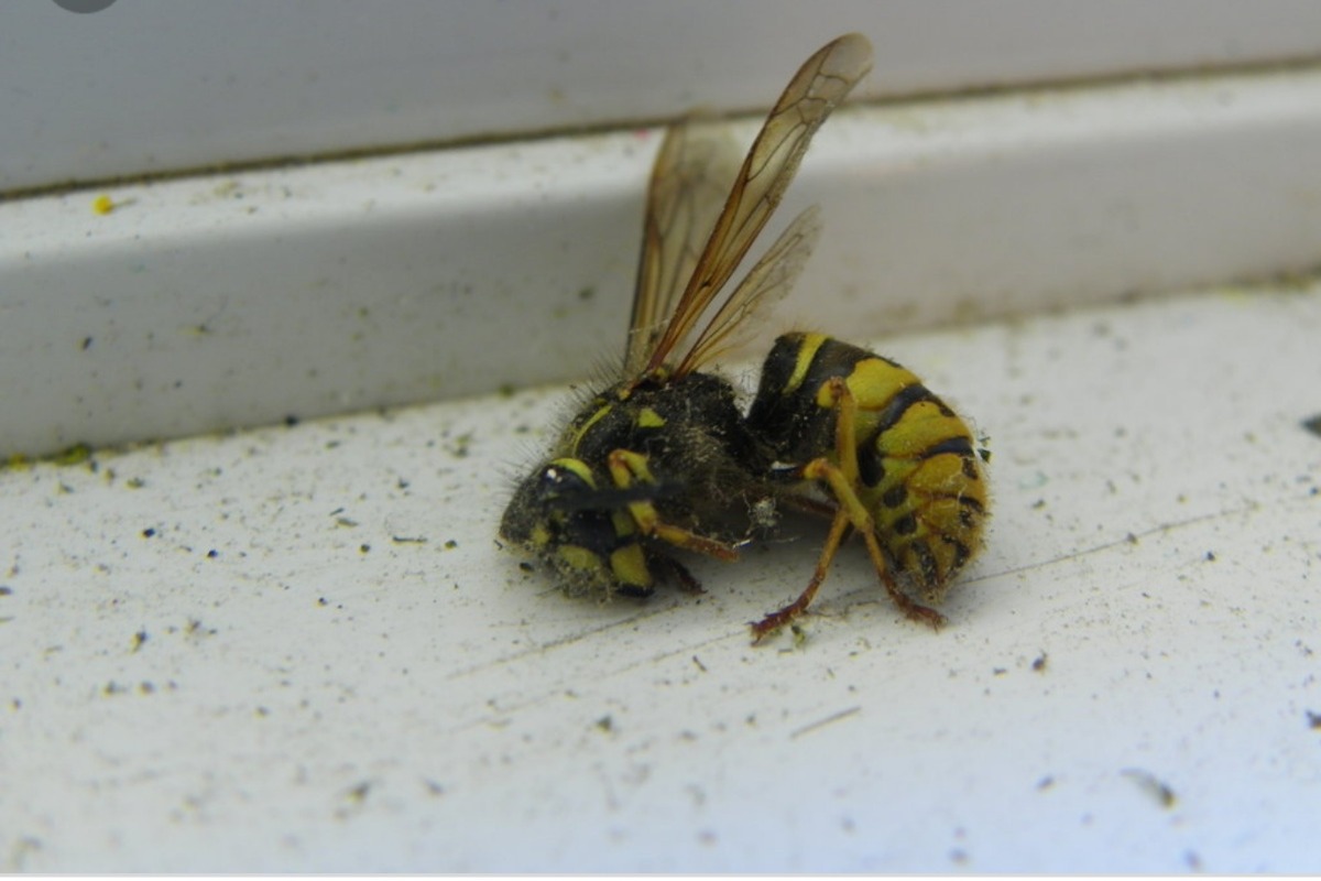 Пчелы на балконе - как от них избавиться? лучшие способы борьбы с осами и пчелами