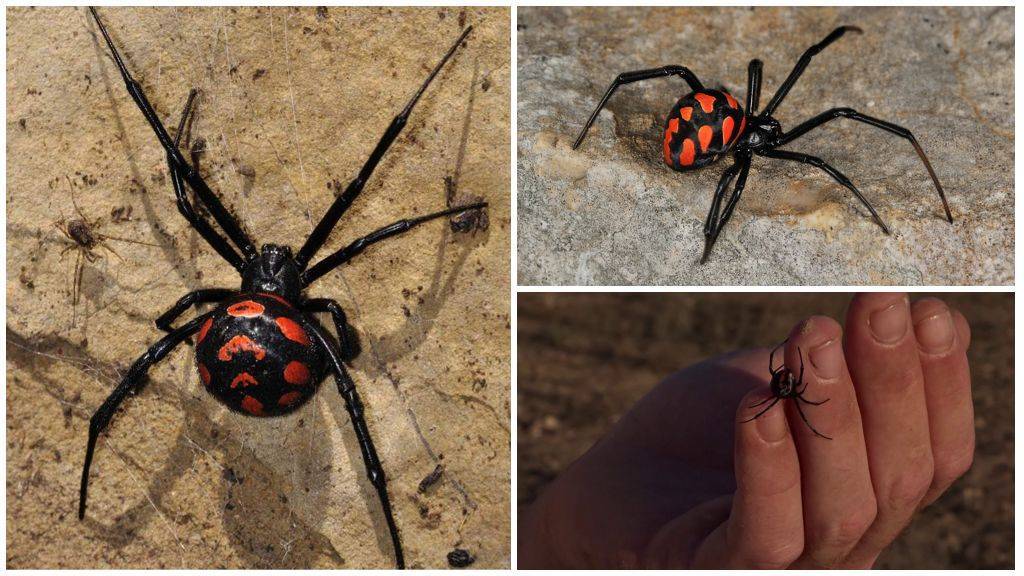 Топ-7 самых опасных пауков в мире: фото, видео, описание