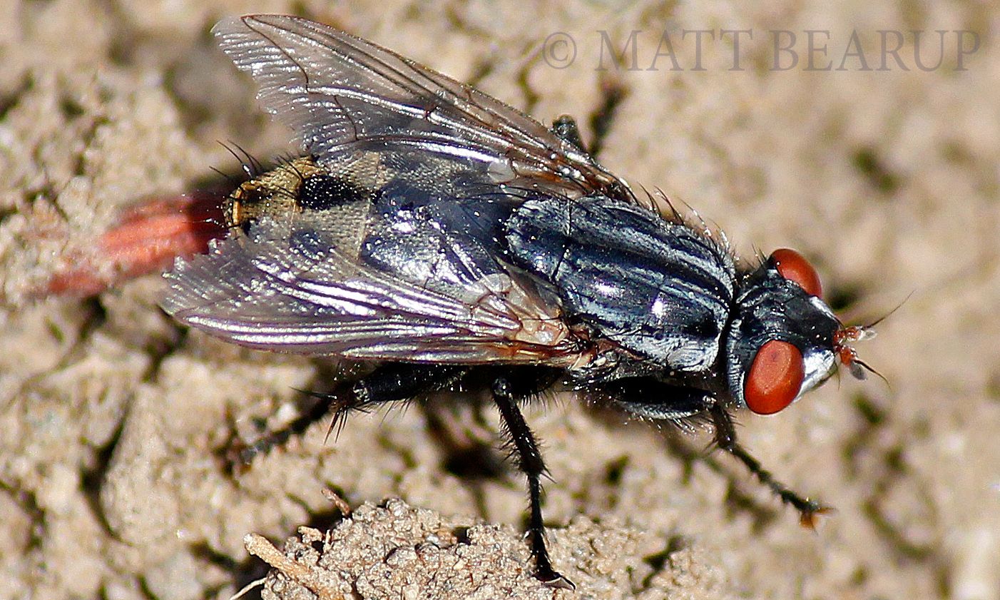 Вольфартова муха: паразит на тканях человека и животных