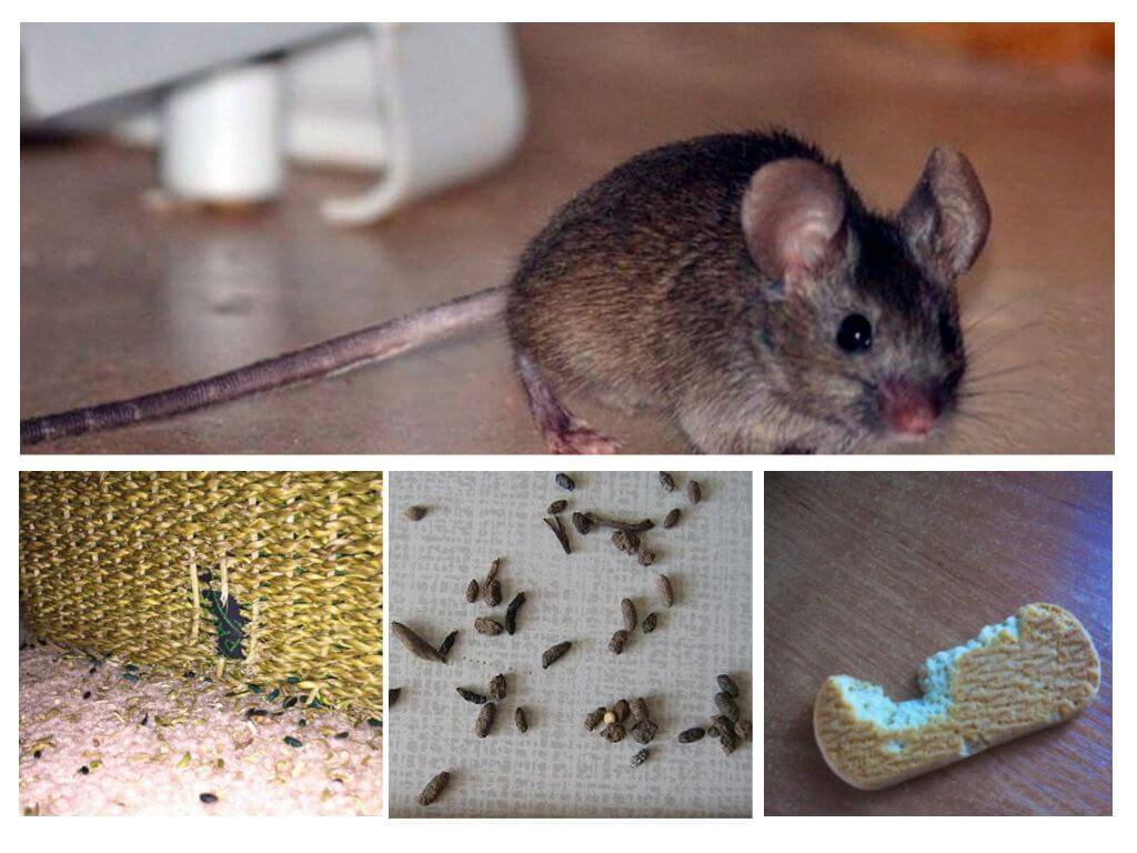 Народные средства, которых мыши боятся больше всего