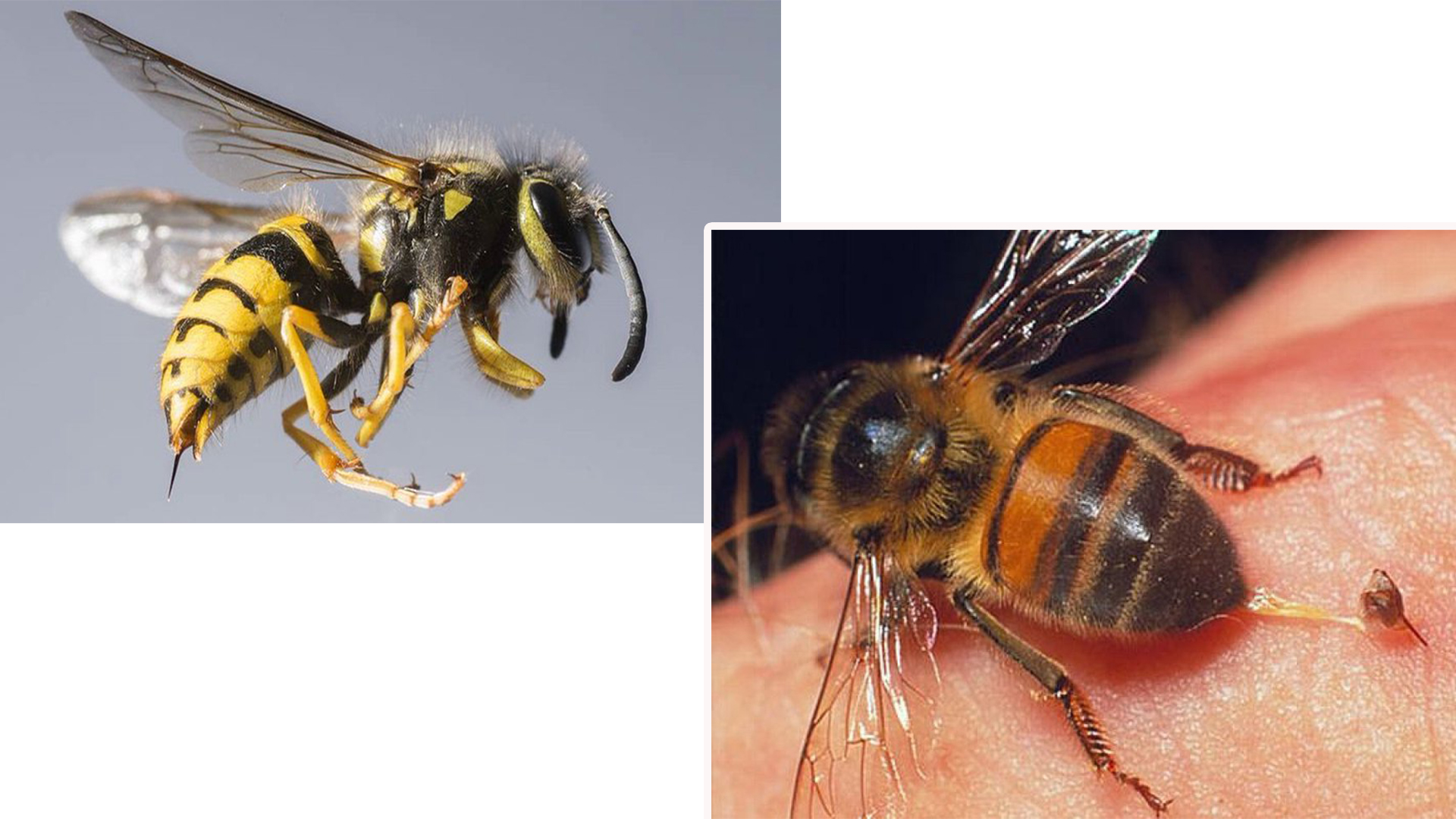 Способы обработки пчел от клеща, когда и чем лучше обрабатывать. эффективные методы обработки пчел от клеща