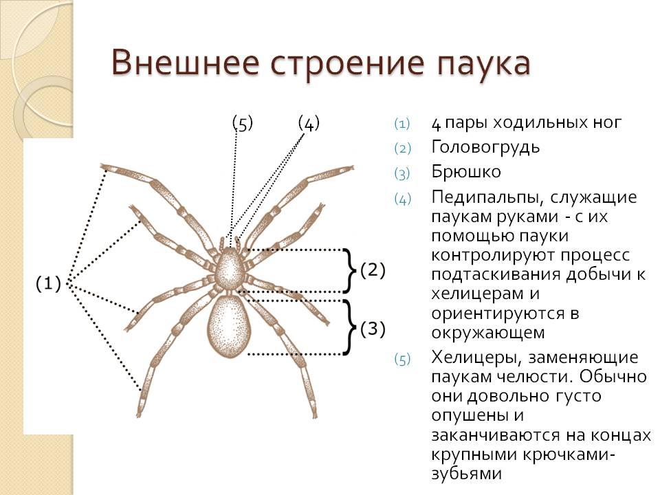 Какой тип развития характерен для паука крестовика изображенного на рисунке 1