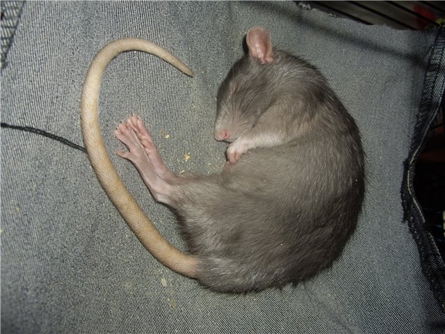 Лысые крысы (28 фото): сколько живут сфинксы? как ухаживать за домашней декоративной крысой?