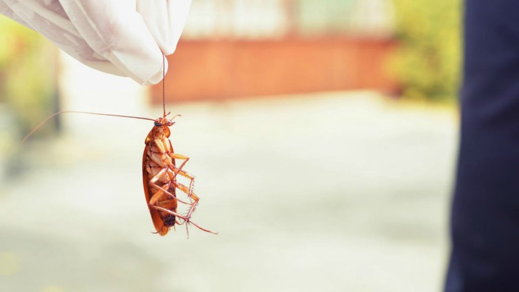 Дезинфекция от тараканов: способы и основные правила обработки жилых помещений от насекомых