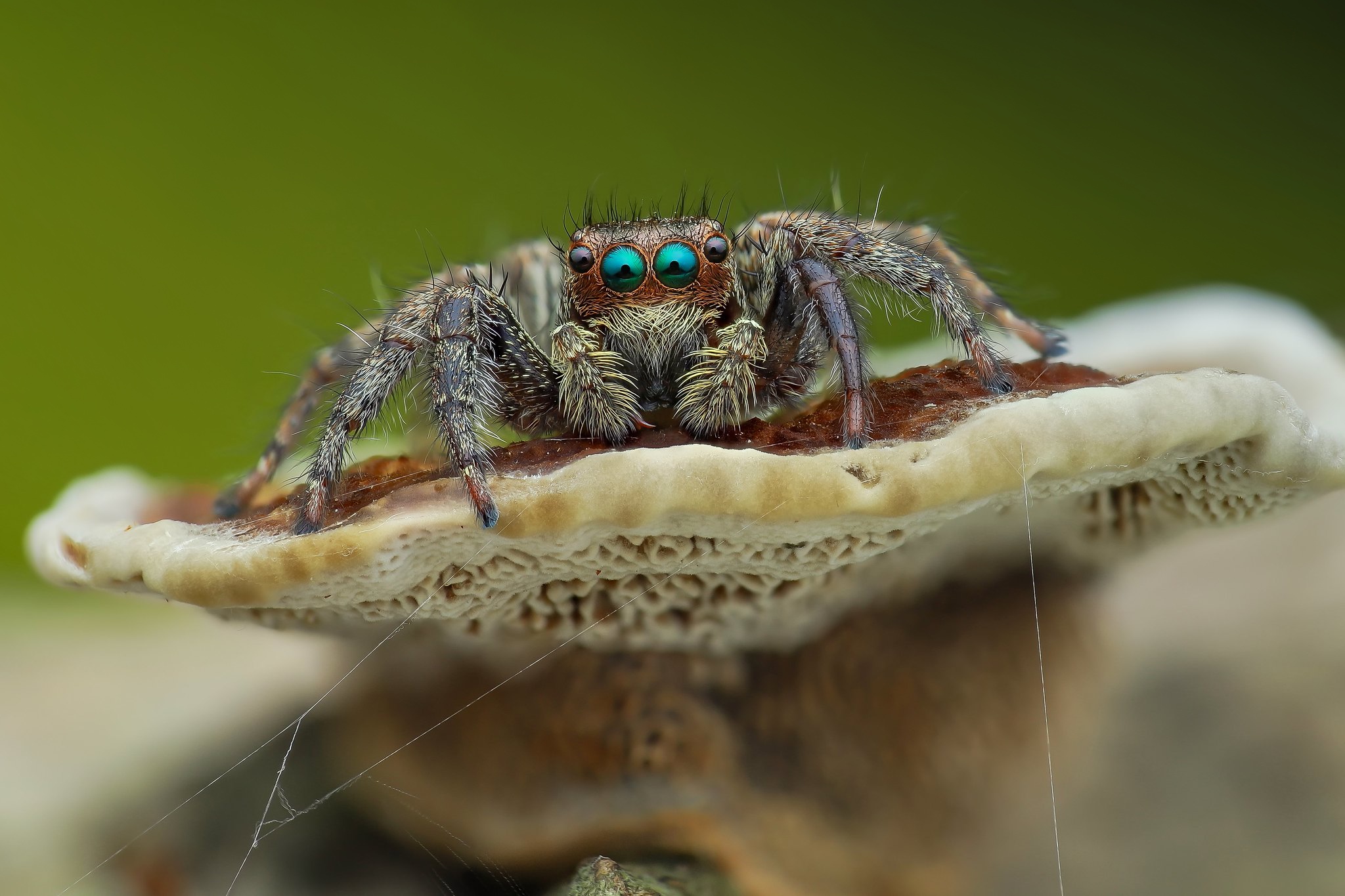 Паук скакун. образ жизни и среда обитания паука скакуна