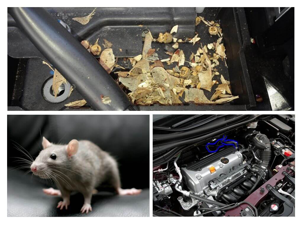 Мышь в машине: как избавиться от них навсегда