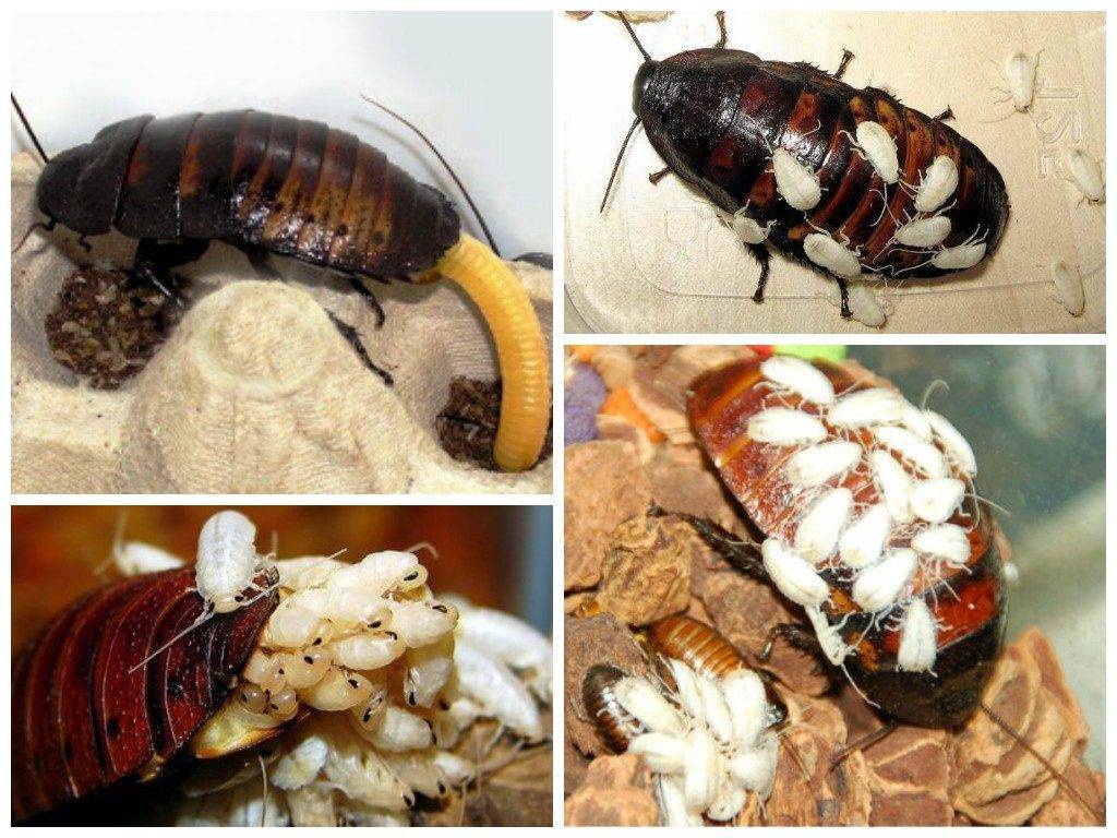 Размножение тараканов сколько по времени