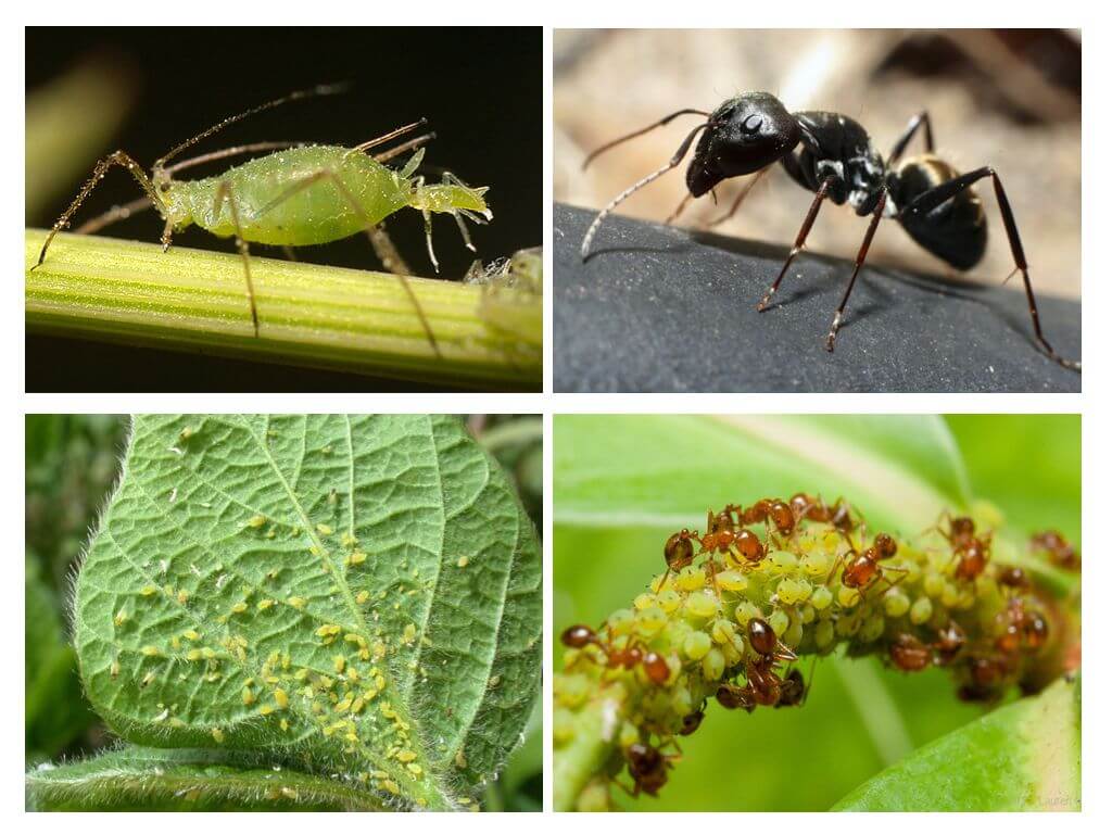 Муравьи и тля - описание взаимовыгодного симбиоза насекомых