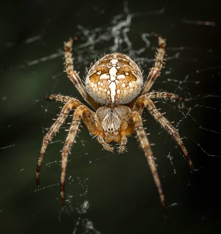Рейтинг опасных пауков, обитающих в росcии