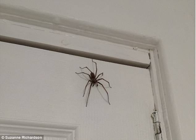 Как избавиться от пауков в доме? фото — ботаничка