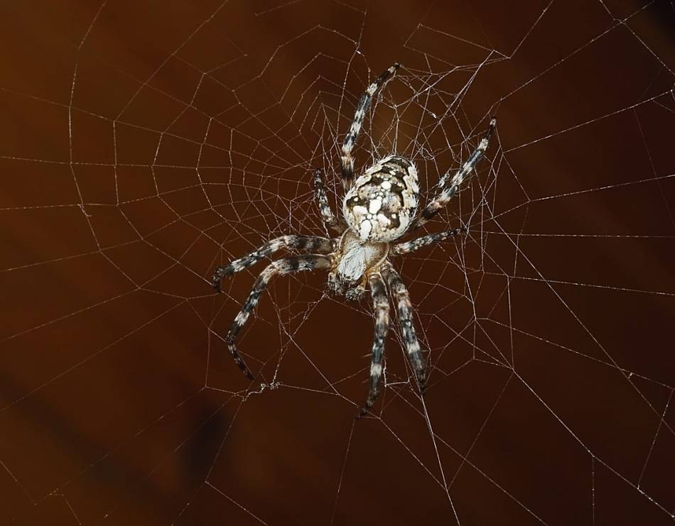 Опасен ли для человека паук крестовик