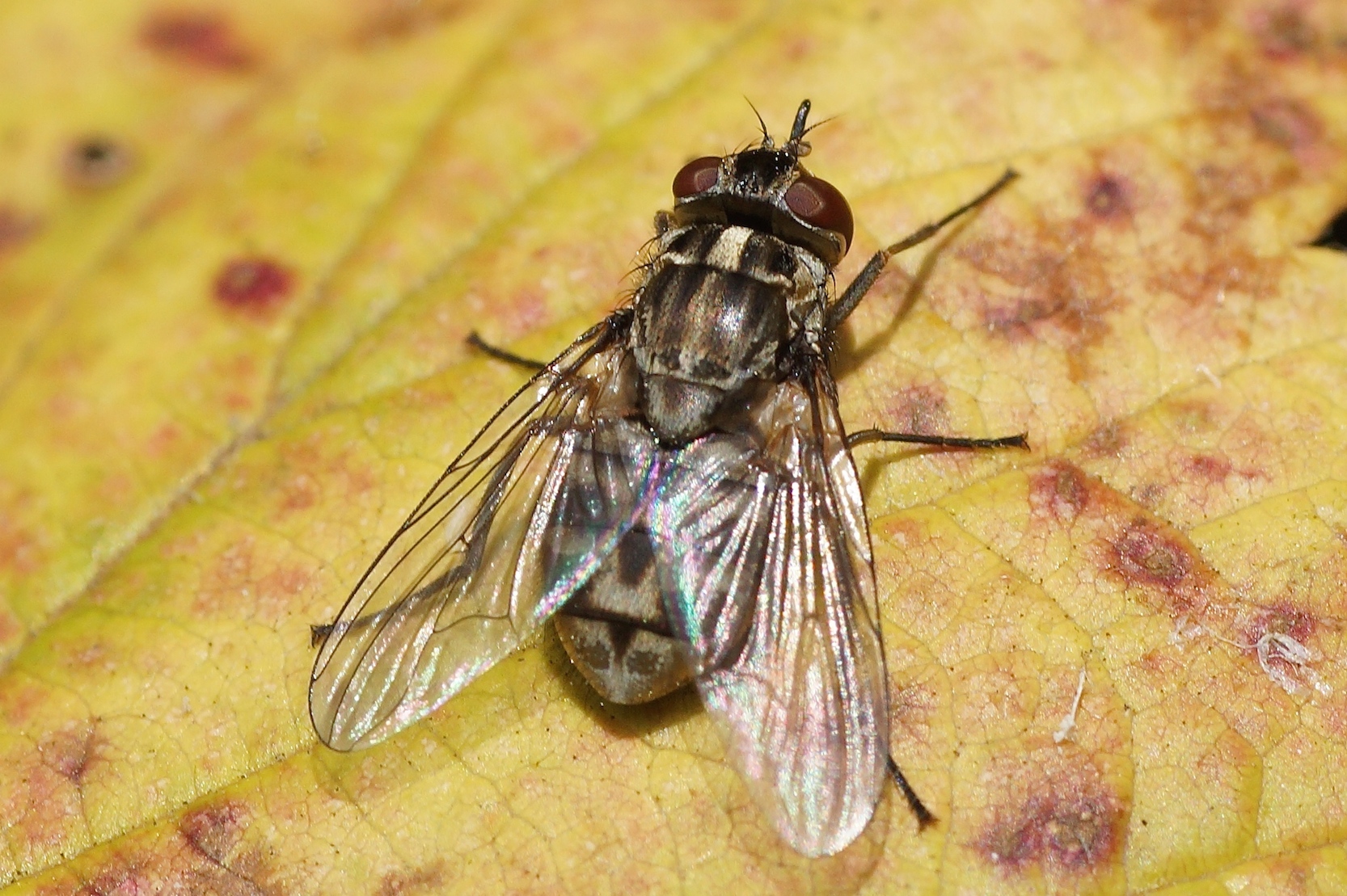 Почему в августе много мух. почему мухи осенью кусаются? места обитания жигалок